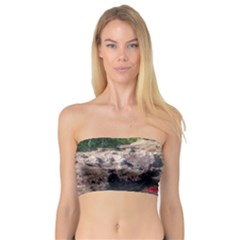 Cano Cristales 2 Women s Bandeau Tops by trendistuff