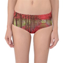 Avenue Of Trees Mid-waist Bikini Bottoms by trendistuff