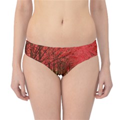 Avenue Of Trees Hipster Bikini Bottoms by trendistuff