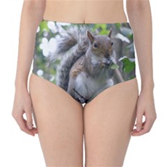 Gray Squirrel Eating Sycamore Seed High-waist Bikini Bottoms by GiftsbyNature