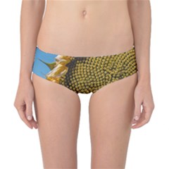 Sunflower Bright Close Up Color Disk Florets Classic Bikini Bottoms