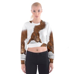 Squirrel Wild Animal Animal World Cropped Sweatshirt