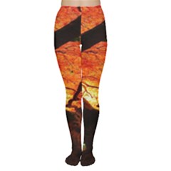 Maple Tree Nice Women s Tights by BangZart