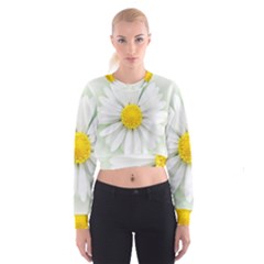 Art Daisy Flower Art Flower Deco Cropped Sweatshirt by Nexatart