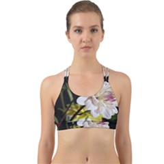 Dahlias Dahlia Dahlia Garden Back Web Sports Bra