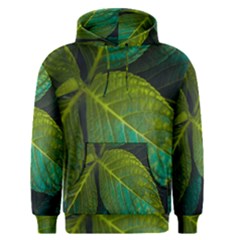 Green Plant Leaf Foliage Nature Men s Pullover Hoodie by Nexatart