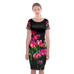 Pink Tulips Dark Background Classic Short Sleeve Midi Dress by FunnyCow