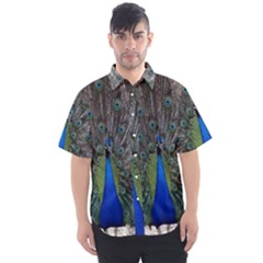 Peacock Bird Animals Pen Plumage Men s Short Sleeve Shirt