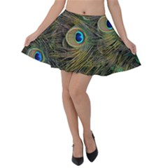 Peacock Tail Feathers Close Up Velvet Skater Skirt by Pakrebo