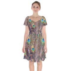 Pen Peacock Wheel Plumage Colorful Short Sleeve Bardot Dress by Pakrebo