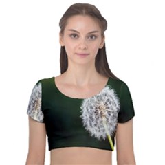 White Flower Velvet Short Sleeve Crop Top  by artworkshop