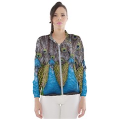 Peacock-feathers2 Women s Windbreaker by nateshop