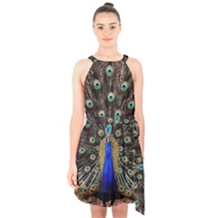 Peacock Halter Collar Waist Tie Chiffon Dress by Ket1n9