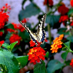 butterfly flowers