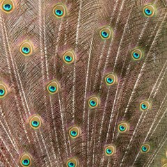 peacock feather bird exhibition