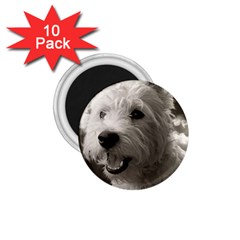 Westie Puppy 10 Pack Small Magnet (round)