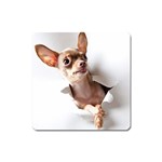 Chihuahua Magnet (Square) Front