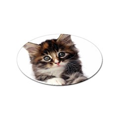 Curious Kitty Sticker (oval) by mysticalimages