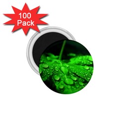 Waterdrops 1 75  Button Magnet (100 Pack)