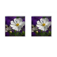 Cosmea   Cufflinks (square)