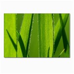 Grass Postcards 5  x 7  (10 Pack) Front