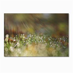 Sundrops Postcard 4 x 6  (10 Pack) by Siebenhuehner