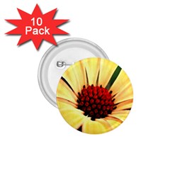 Osterspermum 1 75  Button (10 Pack)