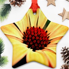 Osterspermum Star Ornament (two Sides) by Siebenhuehner