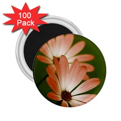 Osterspermum 2 25  Button Magnet (100 Pack)