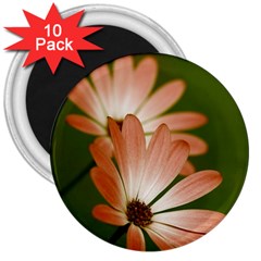 Osterspermum 3  Button Magnet (10 Pack)