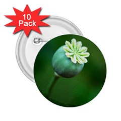 Poppy Capsules 2 25  Button (10 Pack) by Siebenhuehner