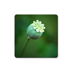 Poppy Capsules Magnet (square)