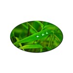 Bamboo Leaf With Drops Sticker 10 Pack (Oval) Front