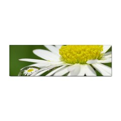 Daisy With Drops Bumper Sticker