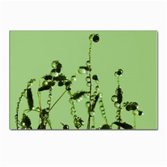 Mint Drops  Postcard 4 x 6  (10 Pack) by Siebenhuehner