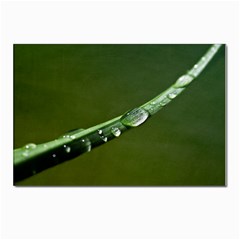 Grass Drops Postcard 4 x 6  (10 Pack) by Siebenhuehner