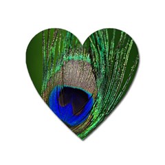 Peacock Magnet (heart) by Siebenhuehner