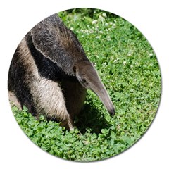 Giant Anteater Magnet 5  (round)