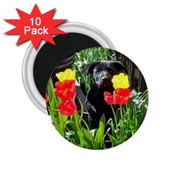 Black Gsd Pup 2 25  Button Magnet (10 Pack)