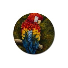 Preening Magnet 3  (round) by TonyaButcher