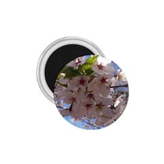 Sakura 1 75  Button Magnet by DmitrysTravels