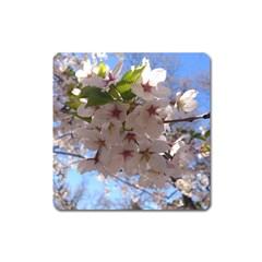 Sakura Magnet (square) by DmitrysTravels