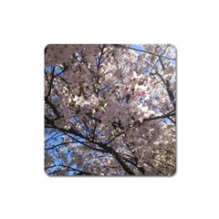 Sakura Tree Magnet (square) by DmitrysTravels