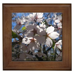 Cherry Blossoms Framed Ceramic Tile by DmitrysTravels