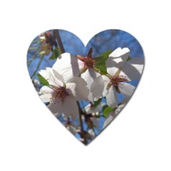 Cherry Blossoms Magnet (heart)