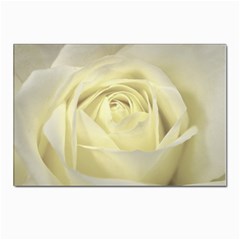  Cream Rose Postcards 5  X 7  (10 Pack) by Colorfulart23