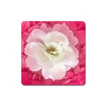 White Rose with Pink Leaves Around  Magnet (Square) Front