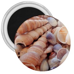 Seashells 3000 4000 3  Button Magnet