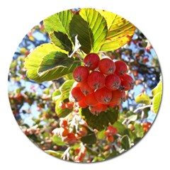 Rowan Magnet 5  (round)