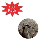 Adorable Meerkat 1  Mini Magnets (100 Pack) 